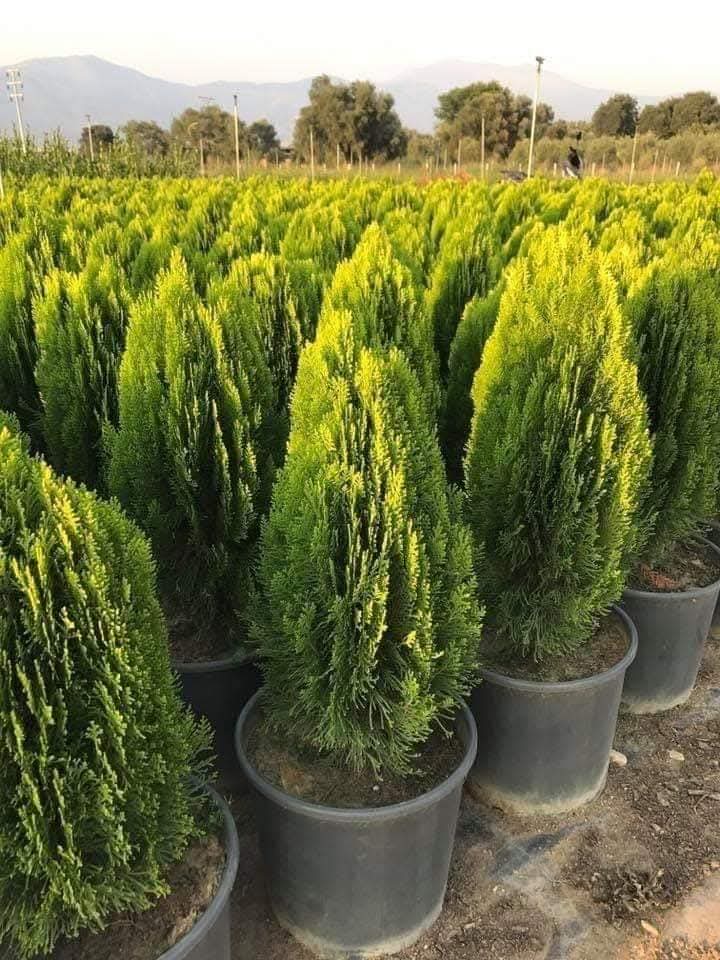 الخدمات الزراعيه وتنسيق الحدائق