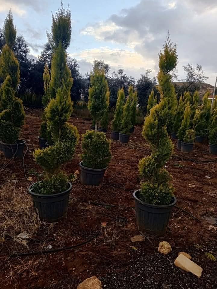 تصميم وتنسيق الحدائق والمزارع